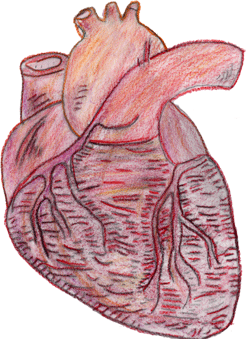 cuore