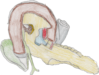 pancreas