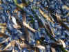dscf0252.JPG (113613 byte)